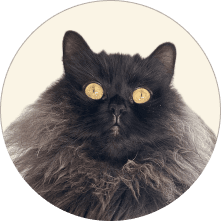 a picture of Cate the cat